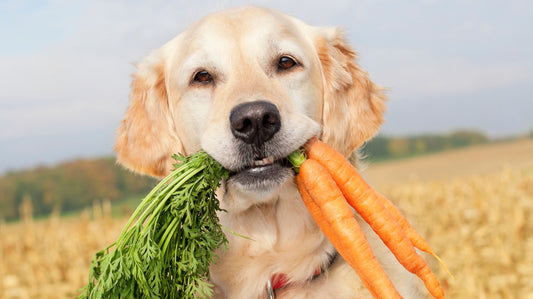10 Human Foods That Are Safe for Dogs to Eat